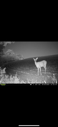 TBD County Road 3, Zumbro Falls, MN 55991