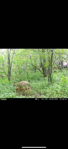 TBD County Road 3, Zumbro Falls, MN 55991