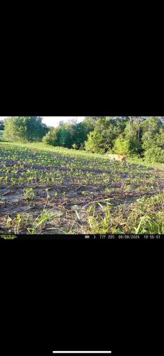 TBD County Road 3, Zumbro Falls, MN 55991