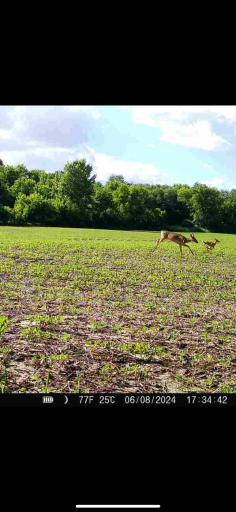 TBD County Road 3, Zumbro Falls, MN 55991