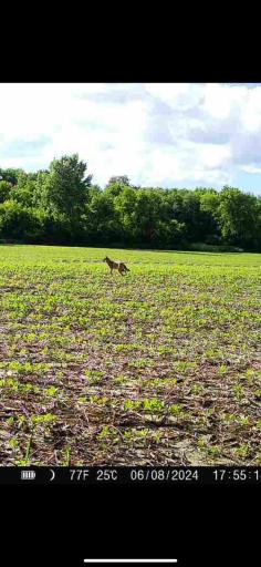 TBD County Road 3, Zumbro Falls, MN 55991