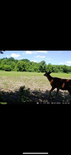 TBD County Road 3, Zumbro Falls, MN 55991