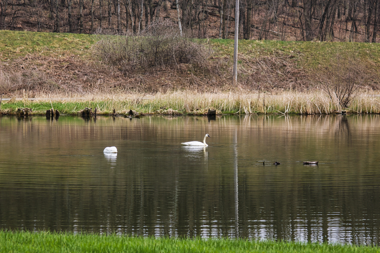 Swans swimming in the pond. There are also ducks, a variety of wild birds and beavers! There is a paved walking trail along the pond.