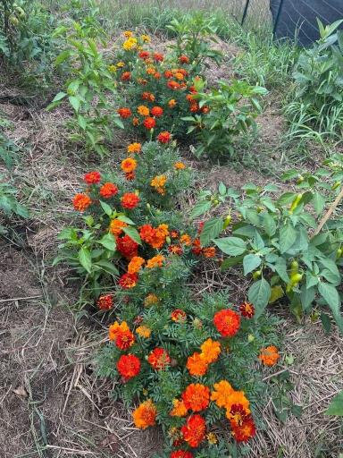 37728 Hawthorne Avenue, North Branch, MN 55056