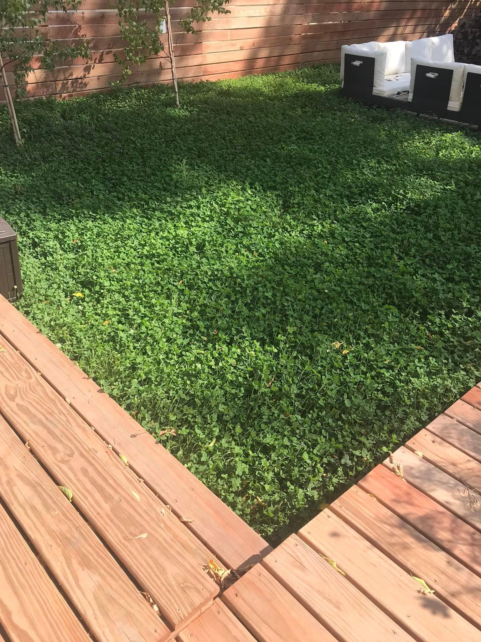 Low-maintenance no-mow lawn providing a lush, green landscape without the hassle of regular mowing."