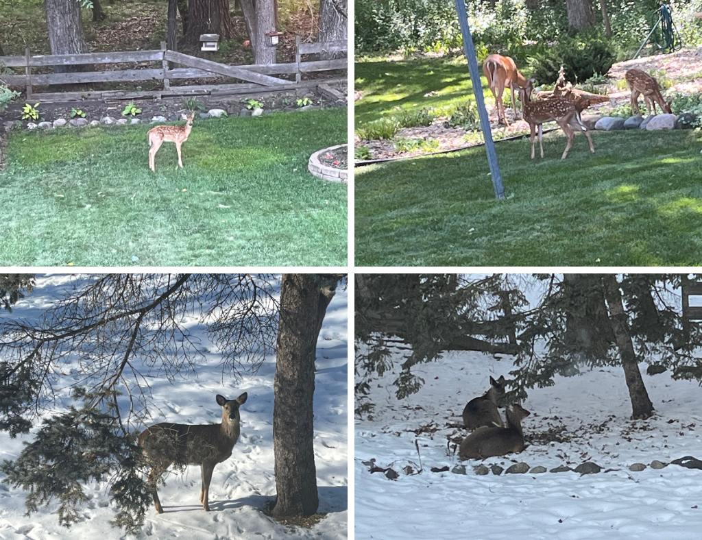 Beautiful treed backyard welcomes fabulous wildlife to view.