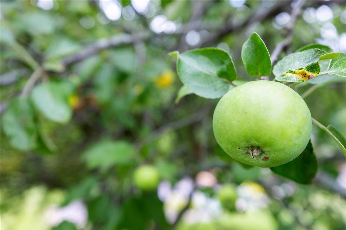 Apple Tree!