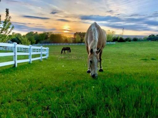Looking for greener pastures and beautiful sunsets? It's all right here, just bring the horses!