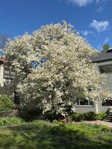 Enjoy the beauty of the blooms in the spring
