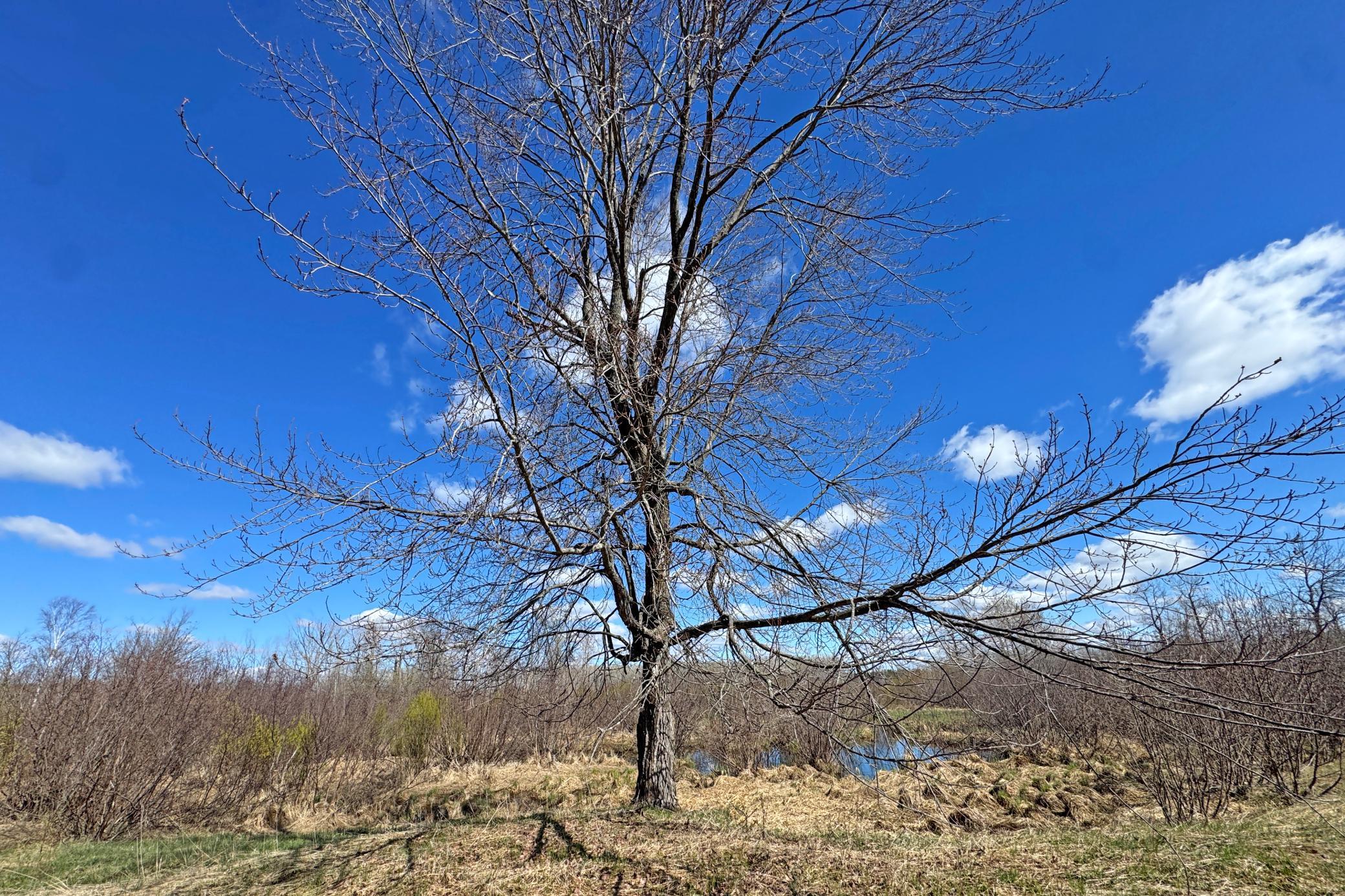 08-Carlton-Spring-120-Land-01.JPG