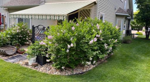 Lilacs in bloom