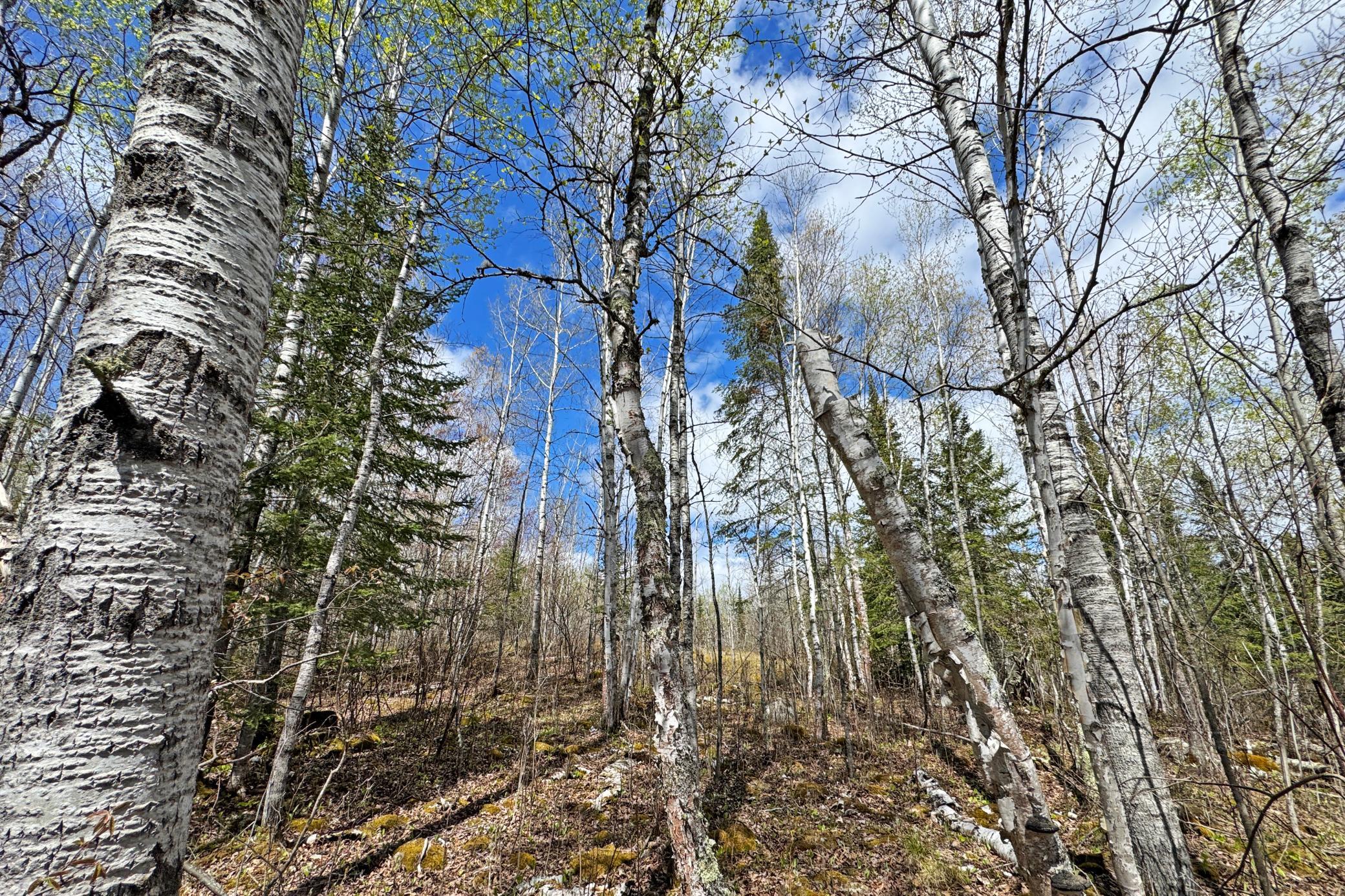 41-Lot-C-Land-19.JPG