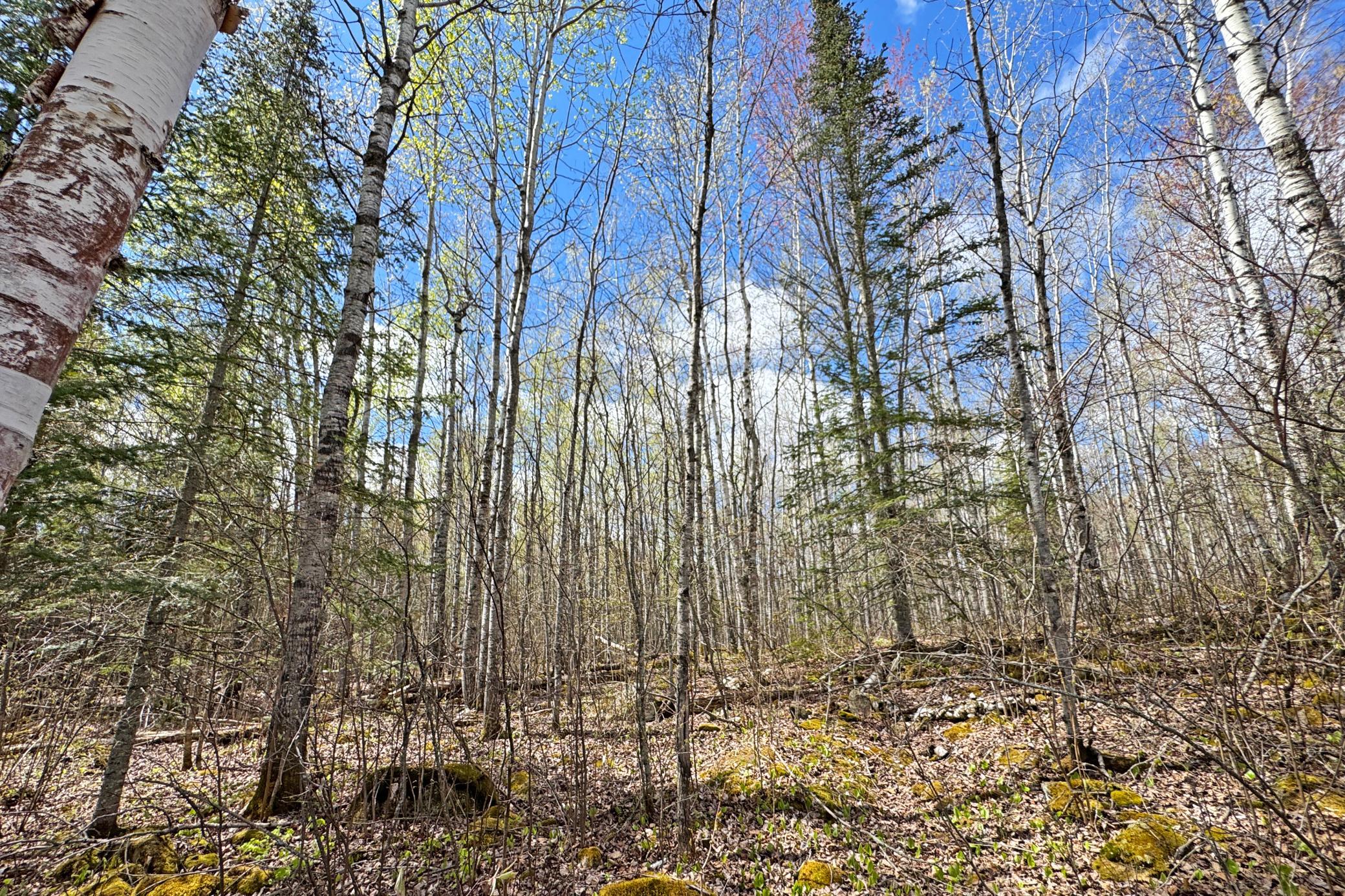 39-Lot-C-Land-17.JPG