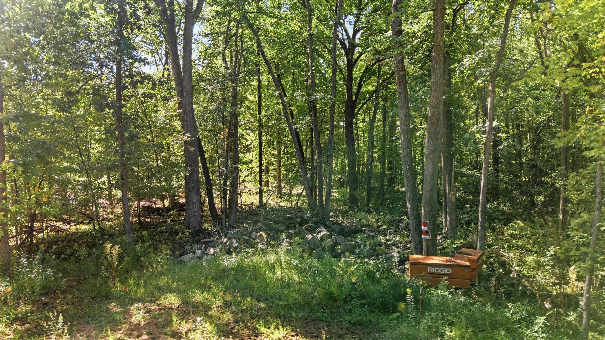 Lots of mature trees