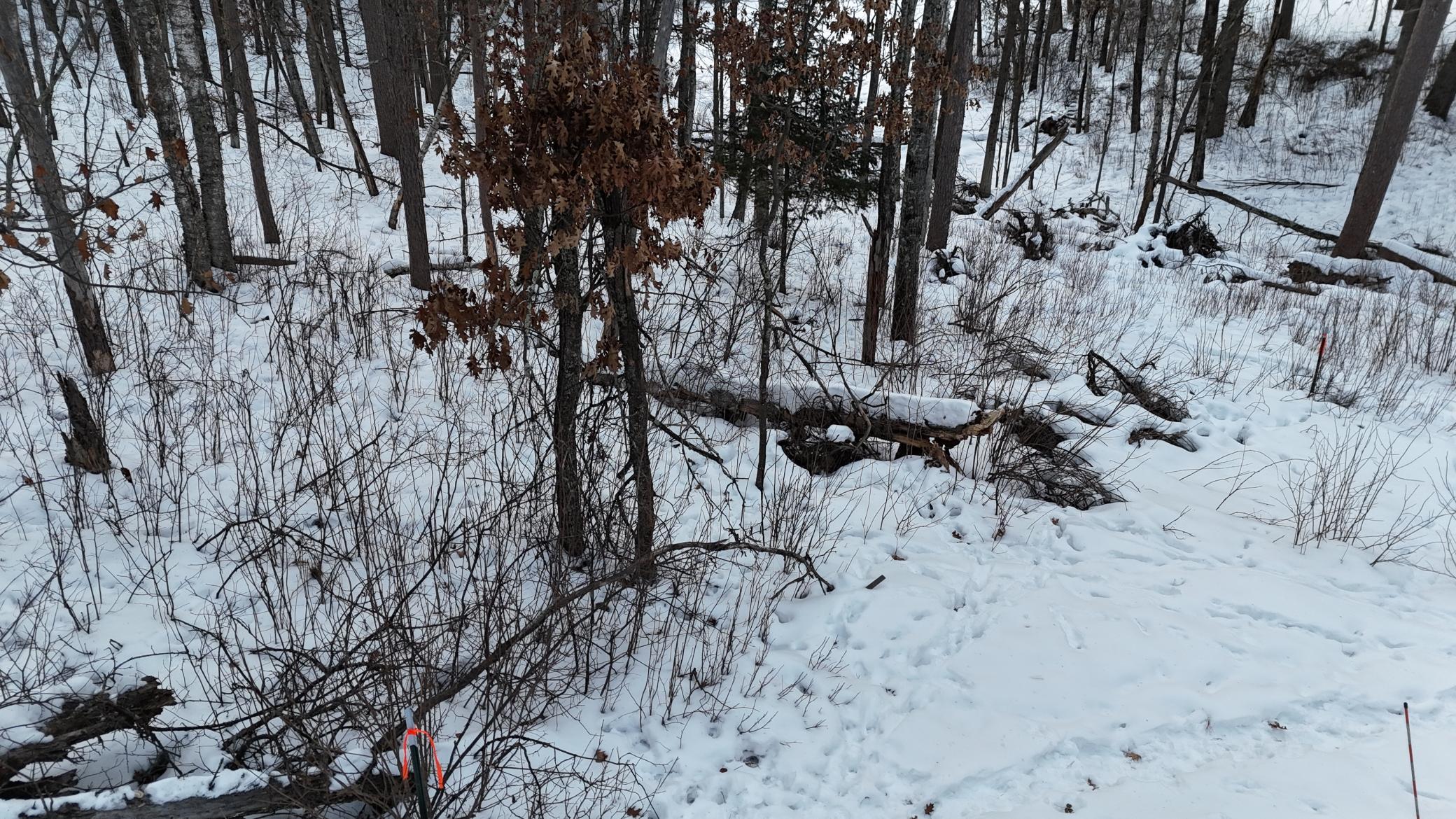 DJI_20260211080357_0194_D.JPG