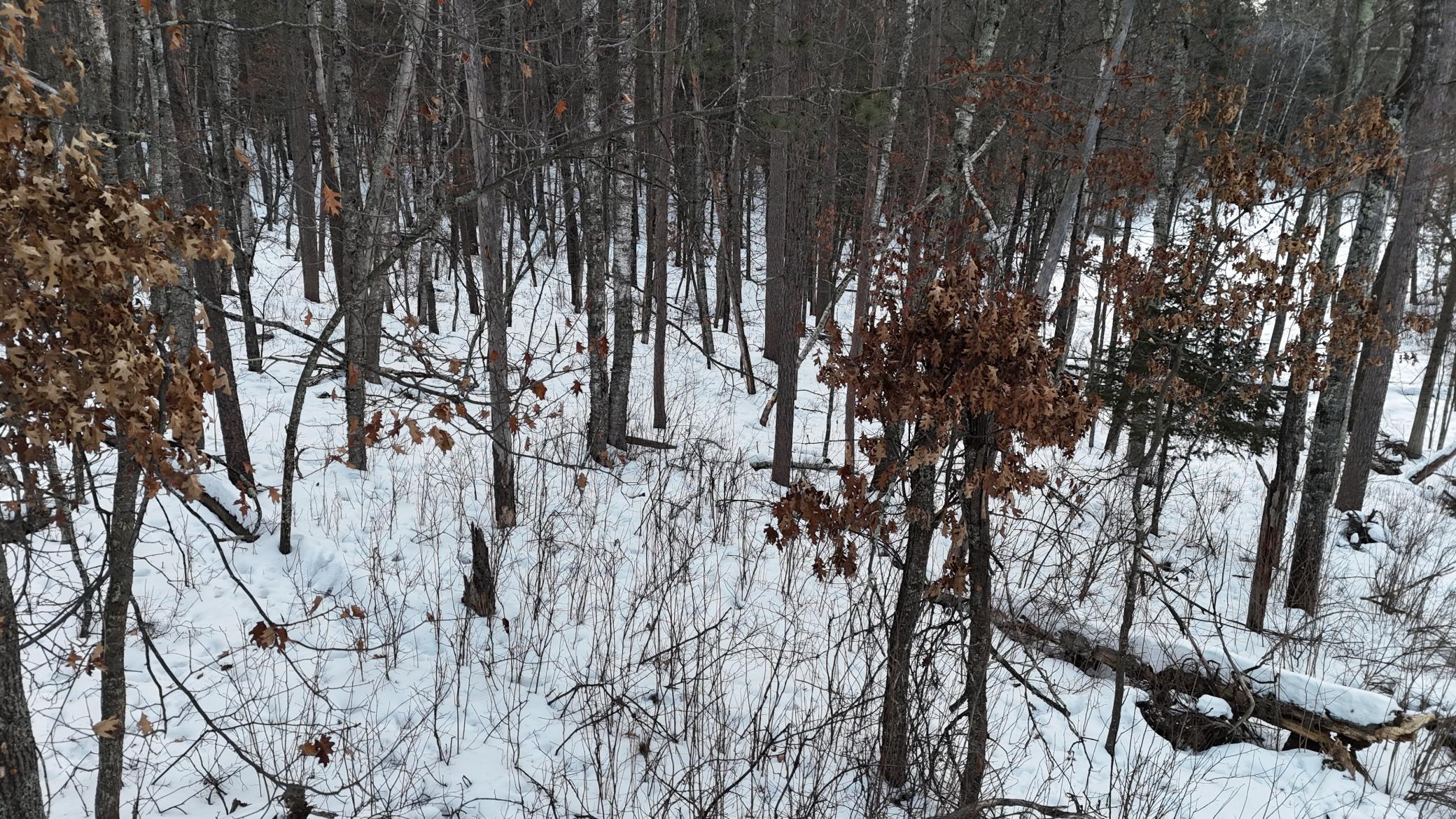DJI_20260211080402_0195_D.JPG