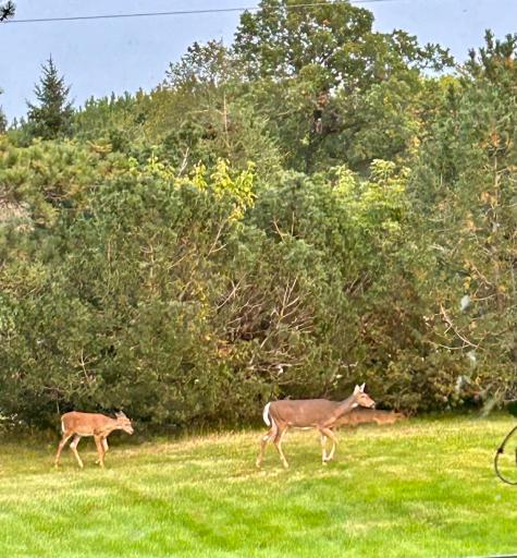 29533 505th Avenue, Henning, MN 56551