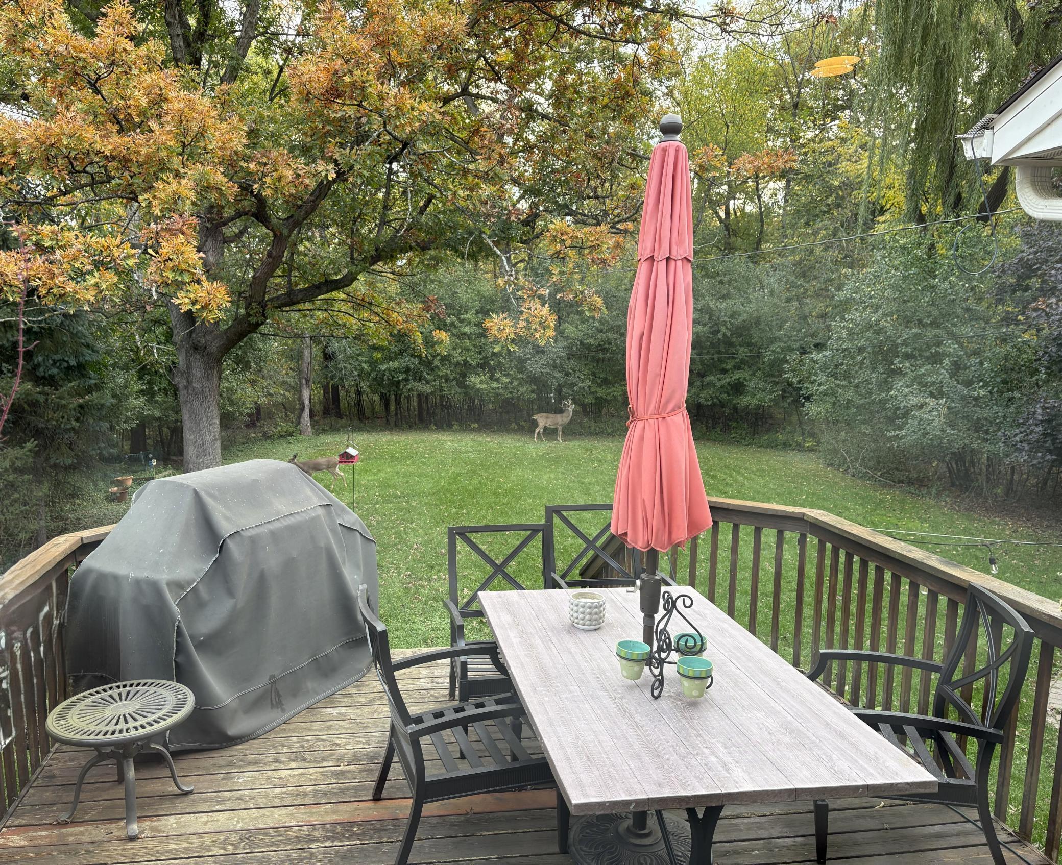 View of a backyard visitor in the beautiful private wooded lot.