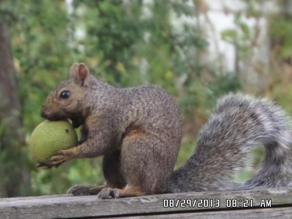 Squirrel with nut. Or nut with a squirrel! We have plenty of both out at our Happy Place!