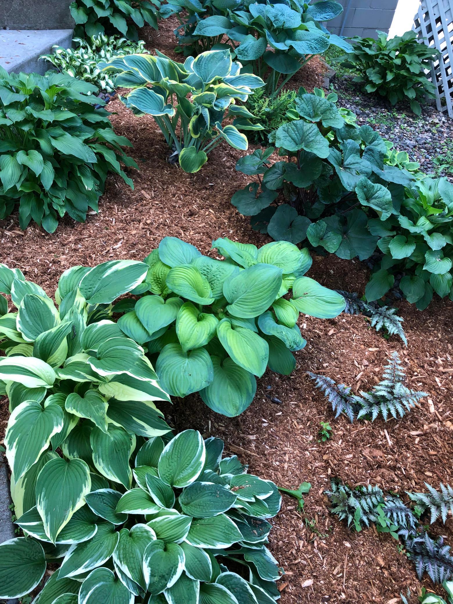 These will be blooming right outside of your door soon!