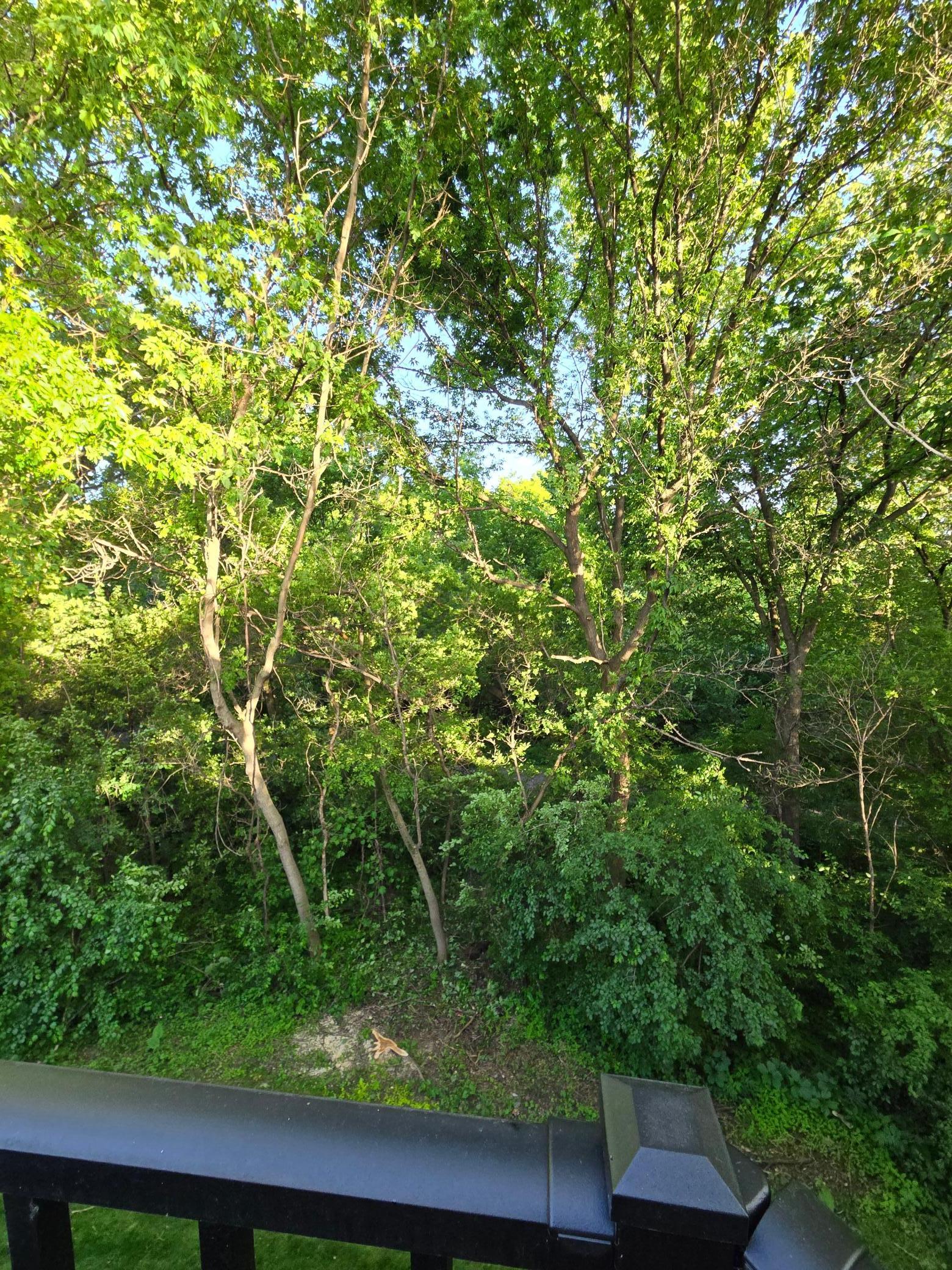 The back is a wall of trees!