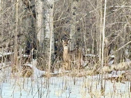 Deer/wildlife on the lot