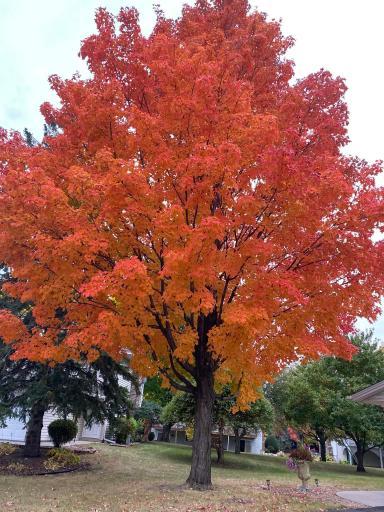 8525 W 97th Street Circle - Enjoy this tree in the back yard!