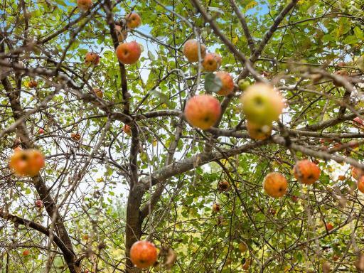 4453 Hwy 95 NE Cambridge MN 55008 USA-015-019-013-MLS_Size.jpg