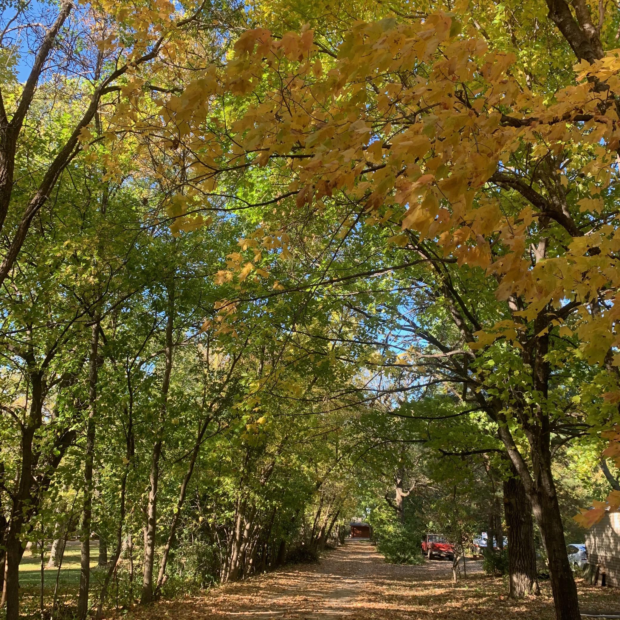 Fall Drive In