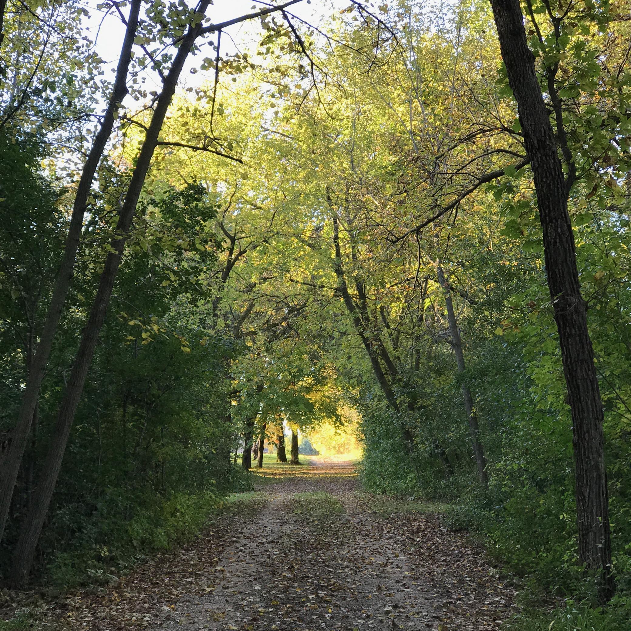 Fall Drive In