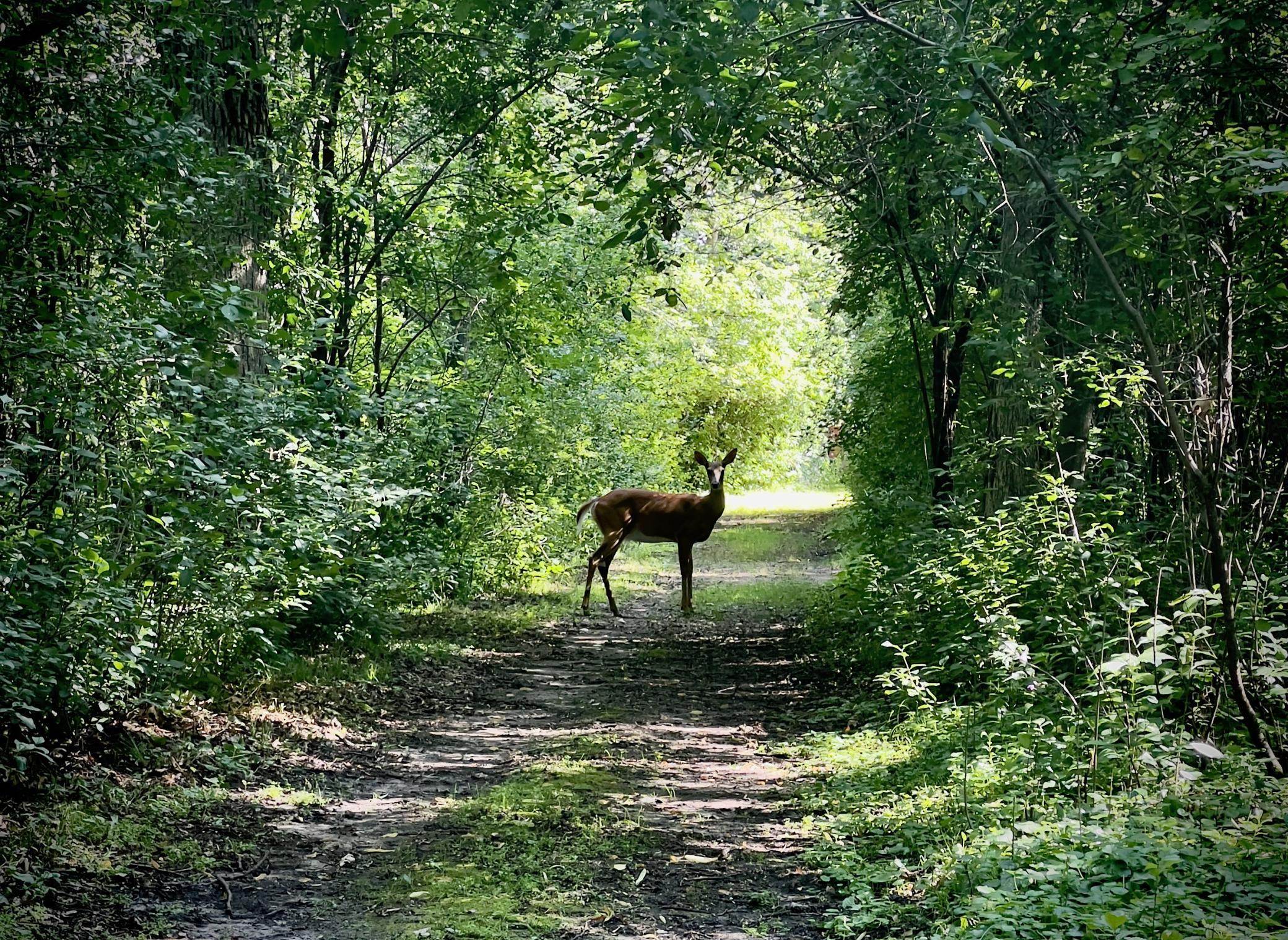 Walking Path