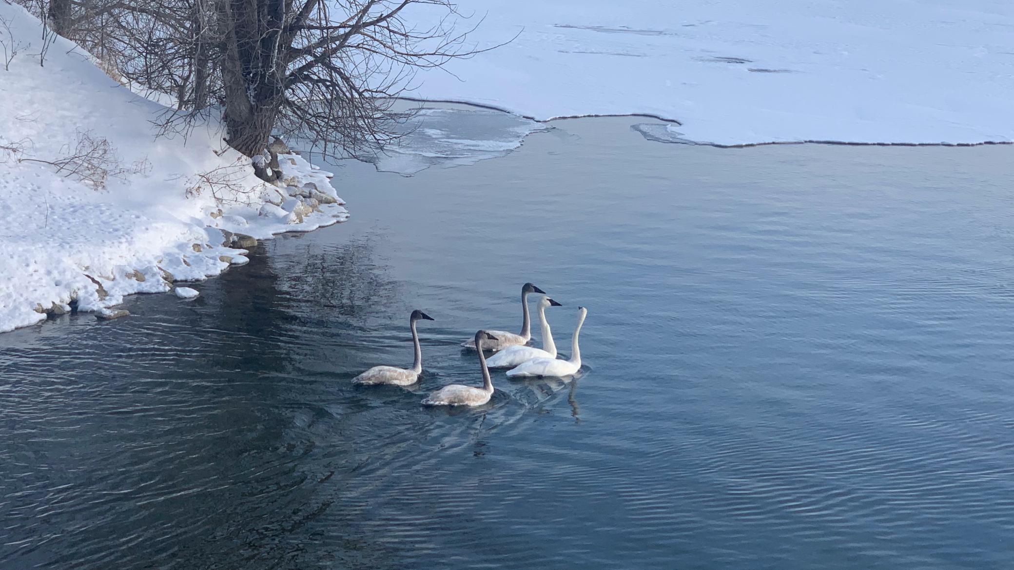 Winter Swans