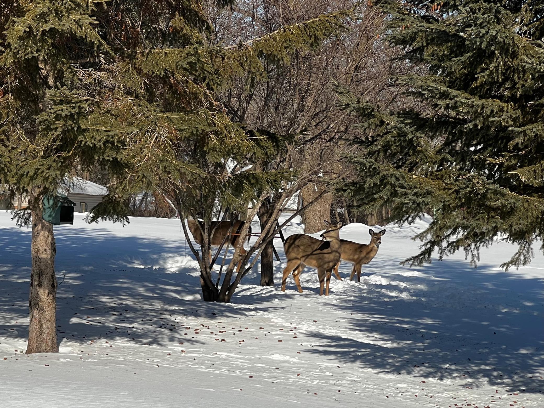 Winter Deer