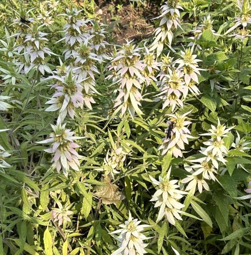 Wondrous perennial gardens adorn the yard.