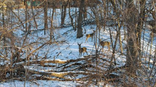 âQuiet winter woods just beyond the yard, where deer wander through the trees and across the snow, creating a peaceful natural backdrop and a glimpse of wildlife right outside.â