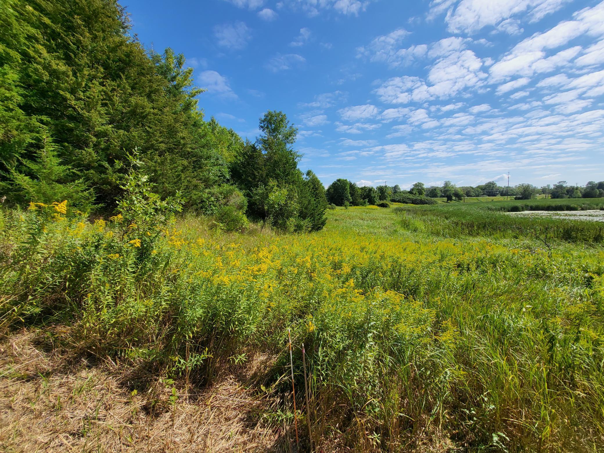 Eastview from the northside of the lot below the nature tree privacy barrier with the lake to the right.