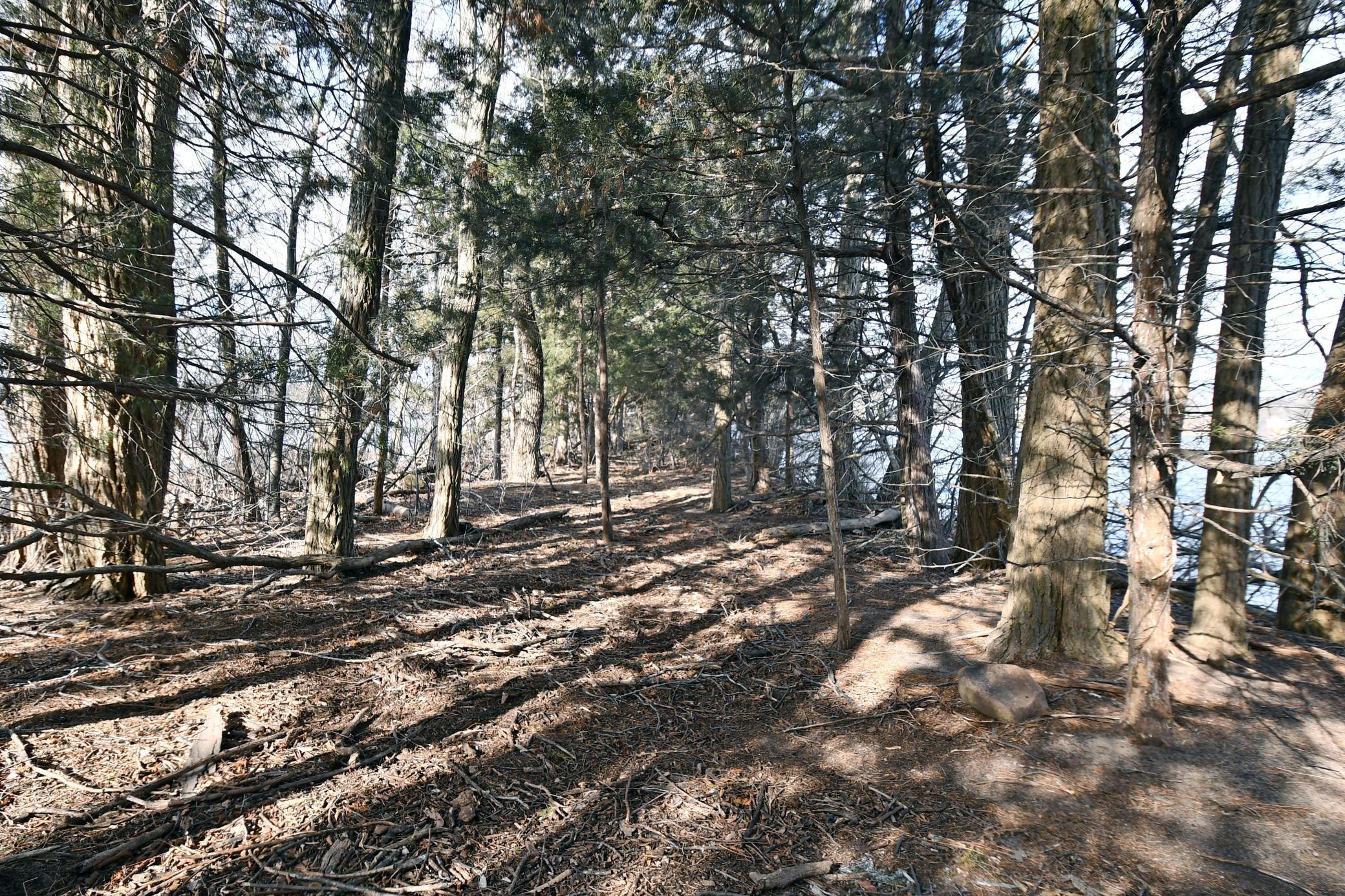 a woods DSC_0614 copy.jpg