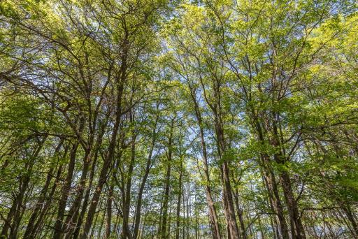 TBD Sorenson Lake Rd., Merrifield, MN 56465