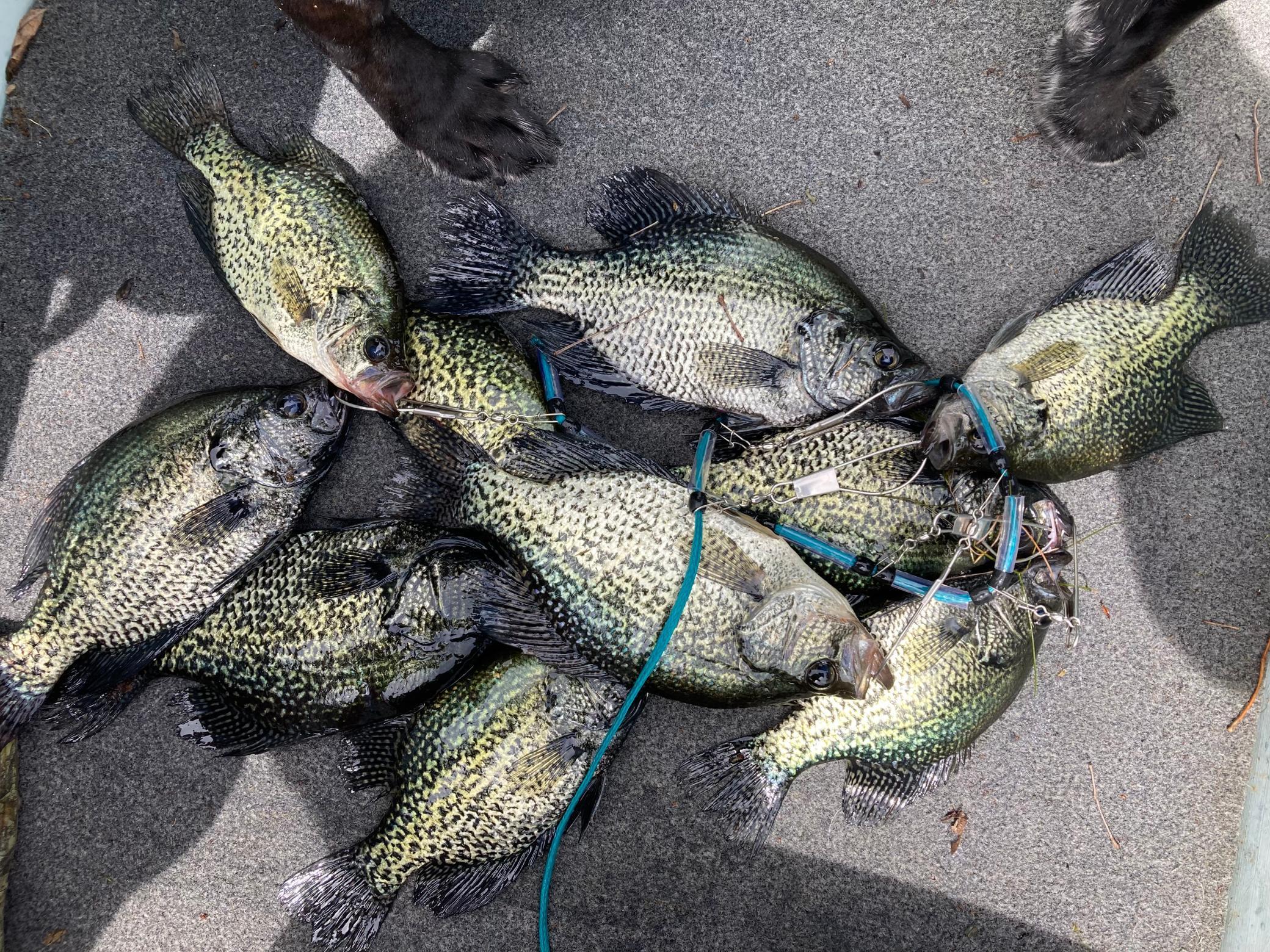 Ready for fish tacos....