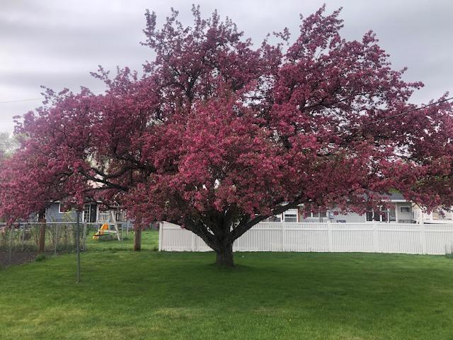 Tree in bloom
