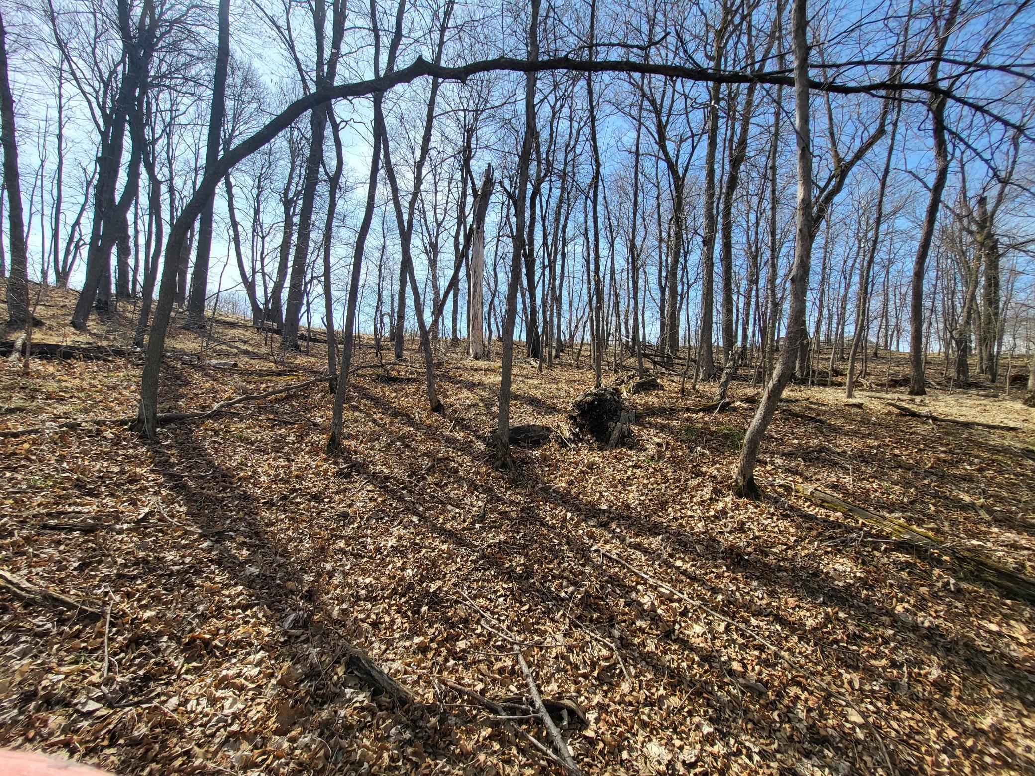 Treed area of lot looking SW