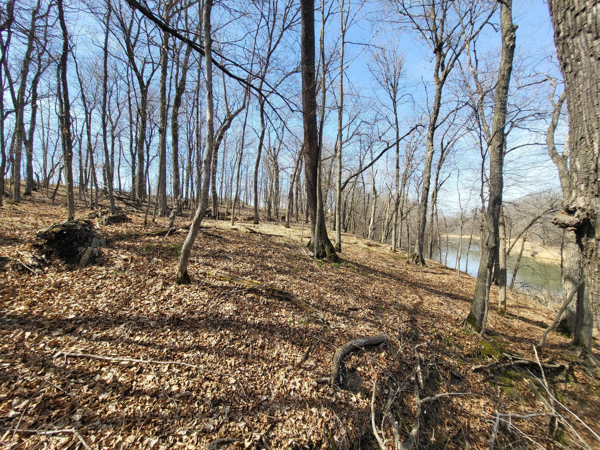 Treed area of lot looking NW