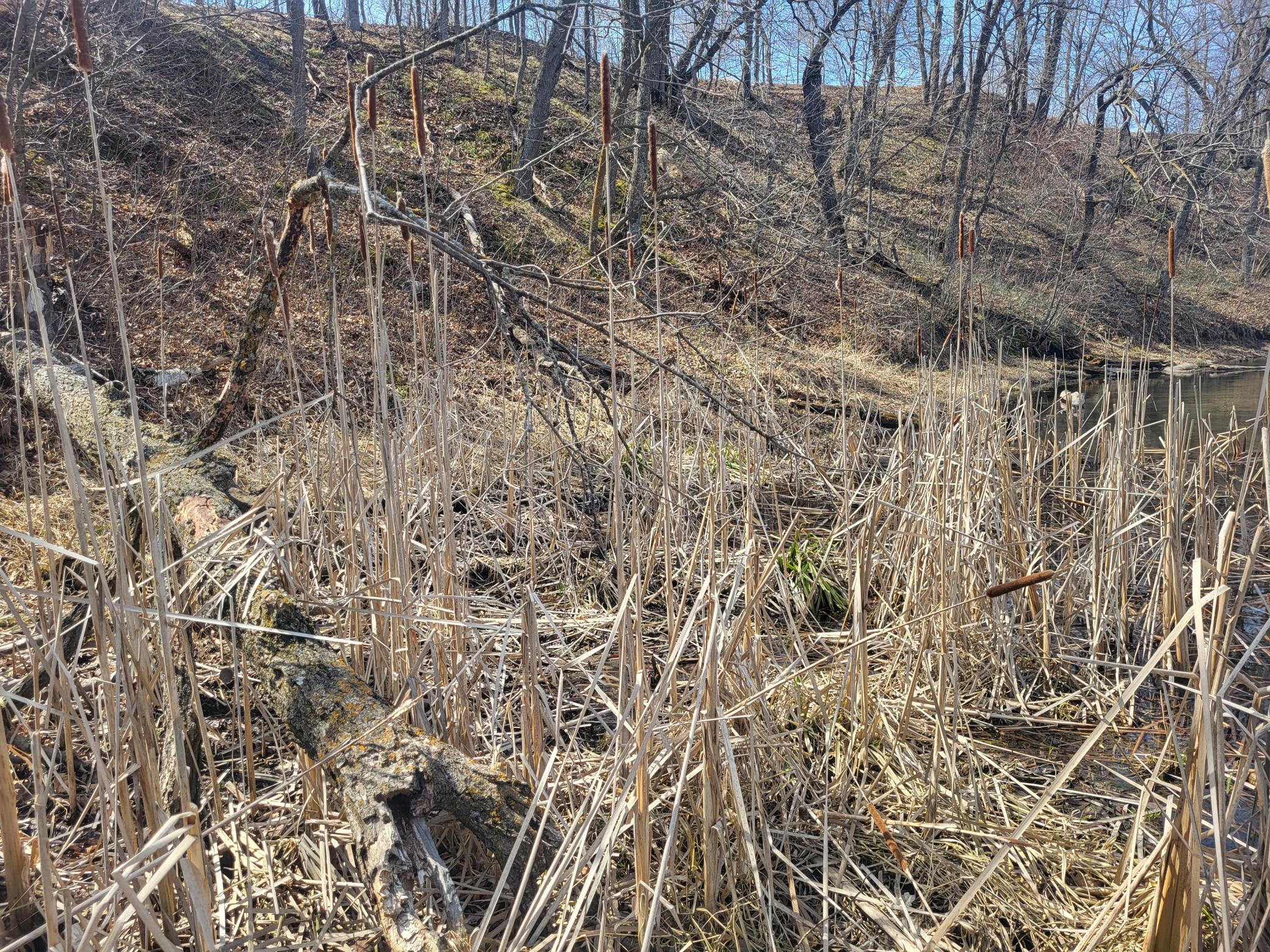 Shelf area along shoreline
