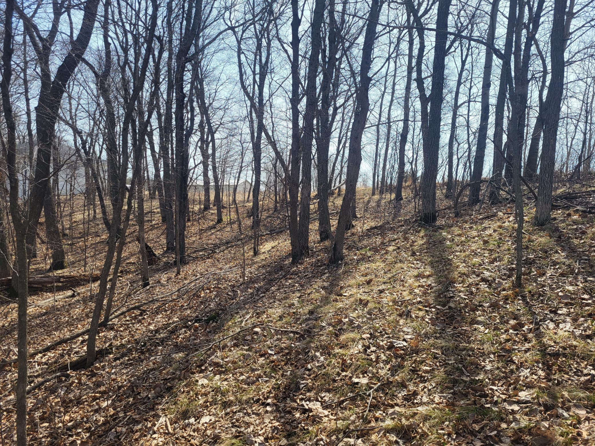 NW corner of lot looking E