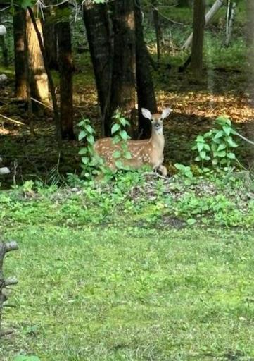 Fawn in yard