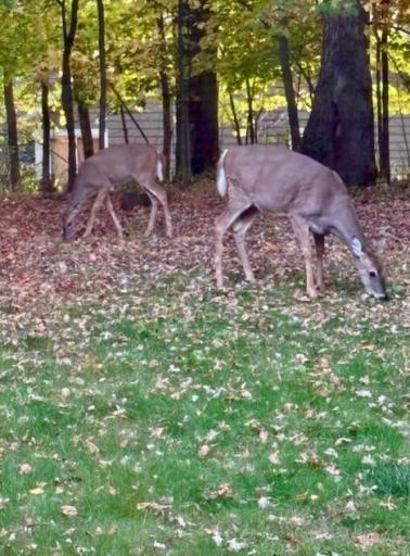 Deer in yard