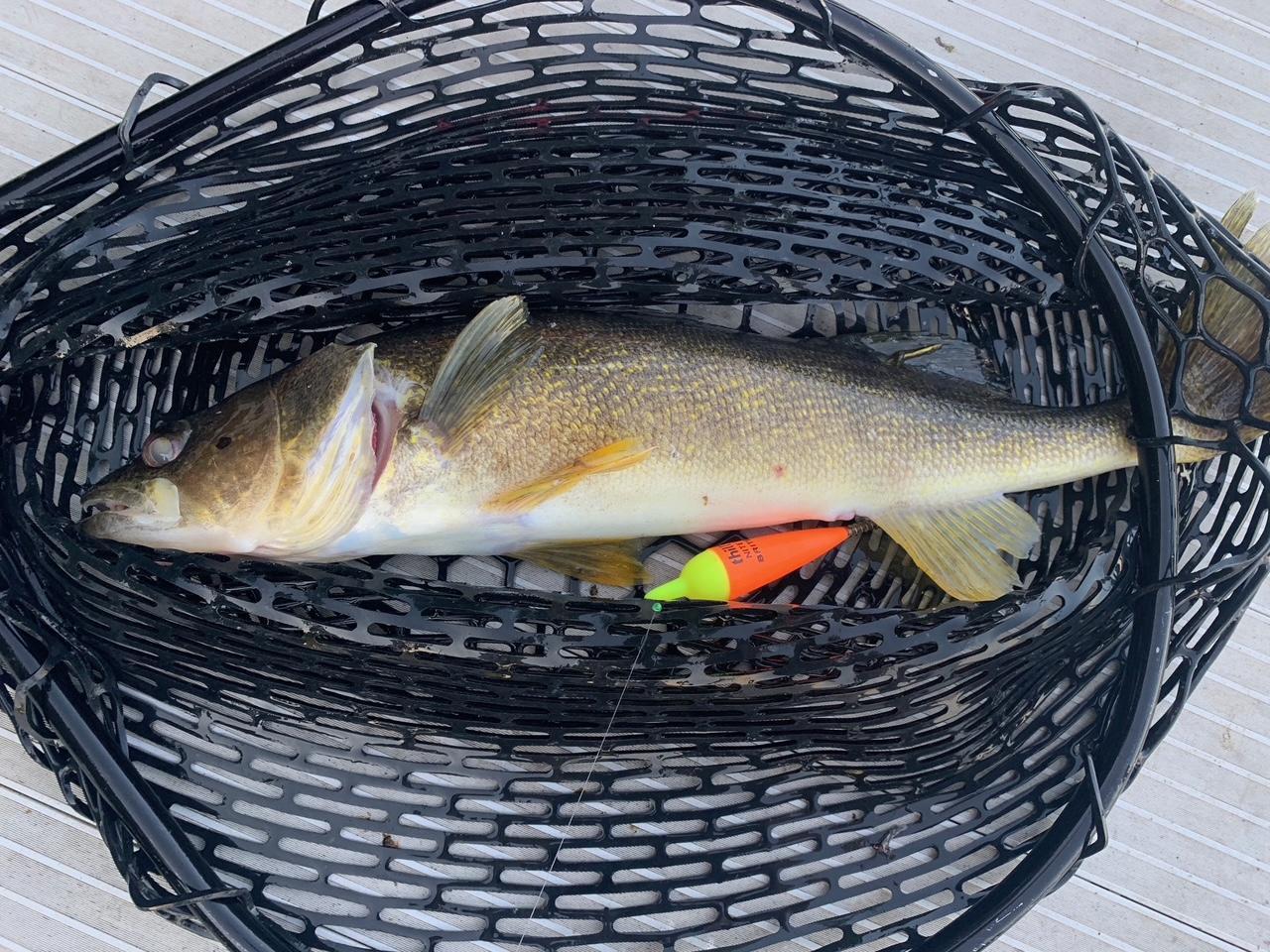 A fish caught at the property.