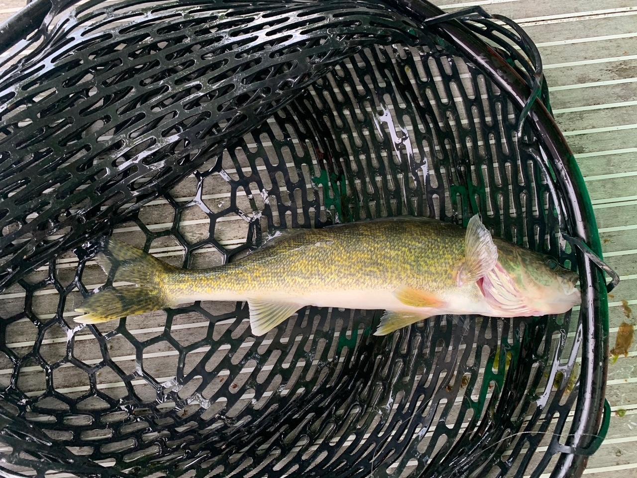 More fish caught at the property.