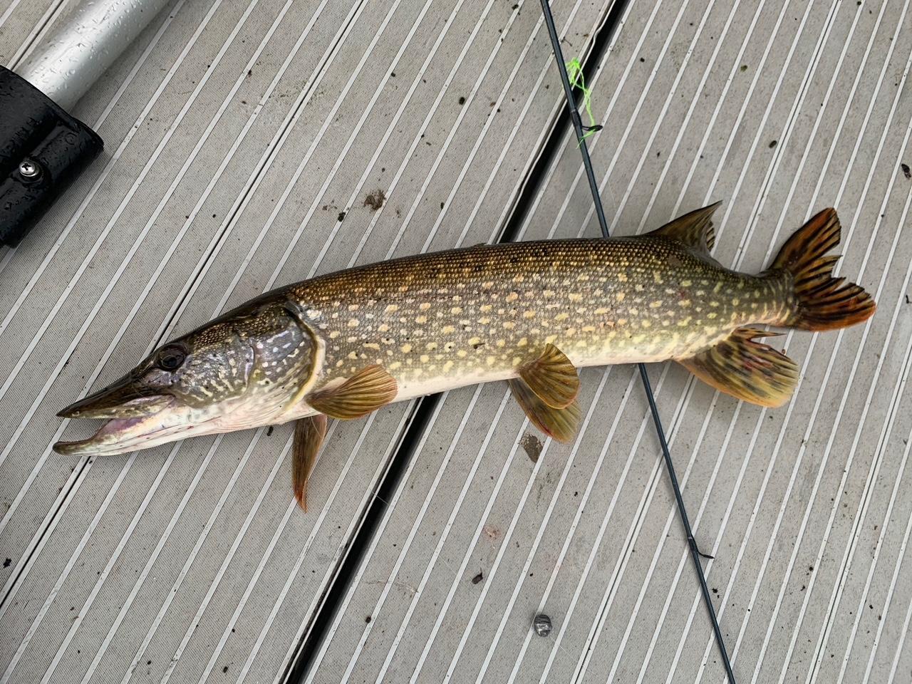 One more fish caught at the property.