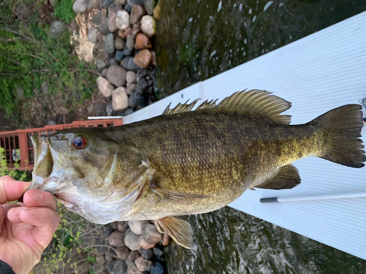 Another fish caught at the property.